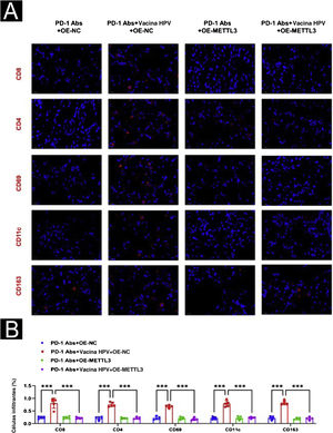 Efeito da superexpressão de METTL3 na terapia combinada avaliado na imunofluorescência. (A) Observação por imunofluorescência de diferenças no microambiente imunológico (CD8, CD4, NK, DC, macrófago). (B) Análise estatística com o software Image J da proporção de células imunes positivas.***p<0,001.