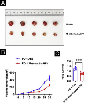 Impacto da vacina contra HPV combinada com anticorpo monoclonal PD‐1 para CECC. (A) Imagem tumoral. (B) Alteração de volume. (C) Alteração de peso. ***p<0.001.
