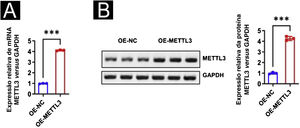 Identificação de superexpressão de METTL3. PCR em tempo real e Western blot verificaram a eficiência da superexpressão de METTL3. ***p<0,001.