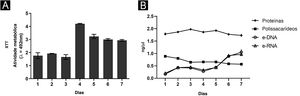 Caracterização do biofilme produzido por Fusarium oxysporum em placas de poliestireno de fundo plano de um a sete dias, em meio RPMI. (A) Atividade metabólica por redução de XTT. (B) Quantificação da matriz extracelular (MEC): proteínas, polissacarídeos, DNA e RNA extracelular.