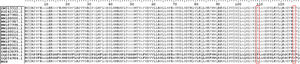 Alinhamento do gene SQLE sob alinhamento de múltiplas sequências CLUSTAL no BioEdit. As sequências de aminoácidos de SQLE do isolado T. indotineae IMT‐1778 (MGS) foram comparadas com a sequência de referência da cepa T. mentagrophytes TIMM2789 (GenBank acc. n° KU242352.) e do isolado T. interdigitale DK‐Tinterdig‐WT (GenBank acc. n° OM313312.1), bem como sequências SQLE de cepas T. indotineae resistentes à terbinafina (GenBank acc. n° MW187976, MW187980, MW187981, MW187987, MW187998, MW188000, MW188003, MW188016, MW188020, MW188025, ON863900, ON863899, OQ054983 e OQ054984). As substituições de aminoácidos que foram consideradas diferentes no isolado IMT‐1778‐MGS são apresentadas, e suas posições são mostradas em caixas vermelhas.