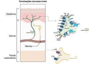 Receptores de prurido (SNP) na epiderme e derme. Existem pelo menos três subconjuntos de pruriceptores que expressam receptores de pruritógenos dedicados. Esses neurônios são geralmente subdivididos em neurônios NP1, NP2 e NP3 com base em seus padrões de expressão. Canais catiônicos de potencial receptor transitório vaniloide subtipo 1 e/ou potencial receptor transitório anquirina‐1 e NaV1.7 e NaV1.8, respectivamente, são necessários para a sinalização a jusante dos receptores de prurido e são consistentemente expressos em subconjuntos desses neurônios (via não histaminérgica). O prurido histaminérgico resulta da ação direta da histamina pruritógena em seu receptor (H1R) e (H4R) nos nervos sensoriais para transmitir sinais de prurido. Embora o H1R seja coexpresso com outros receptores pruritógenos em pruriceptores, sua utilidade como alvo terapêutico do prurido é limitada a certas doenças inflamatórias de prurido, como a urticária. 5‐HTR, receptor de serotonina; CB1/2, receptor canabinoide tipo 1 e 2; ETA, receptor de endotelina A; H1/4R, receptor de histamina tipo 1 e 4; IL31R, receptor de interleucina 31; IL4R, receptor de interleucina 4; KOR, receptor opioide kappa; LTR, receptor de leucotrienos; M3, receptor muscarínico de acetilcolina 3; MOR, receptor opioide mu; Nav1.7/1.8, canal de sódio dependente de voltagem; NK1R, receptor de neurocinina 1; OSMRβ, receptor beta da oncostatina M; P, fosfato; PAR2/4, receptor ativado por protease tipo 2 e 4; TNFR, receptor do fator de necrose tumoral; TrkA, receptor de tropomiosina quinase A; TRPA1, receptor transitório da anquirina 1; TRPV1, receptor transitório do potencial vaniloide 1; TSLPR, receptor de linfopoietina estromal tímico. Imagem parcialmente criada usando BioRender®.