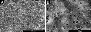 Ilustração de microscopia eletrônica de varredura (MEV) da estrutura do biofilme de Fusarium oxysporum de quatro dias. (A) Destalhe da organização estrutural do biofilme, o entrelaçamento e a compactação das hifas (500×). (B) Maior aumento, mostrando a matriz extracelular produzida (2.000×).