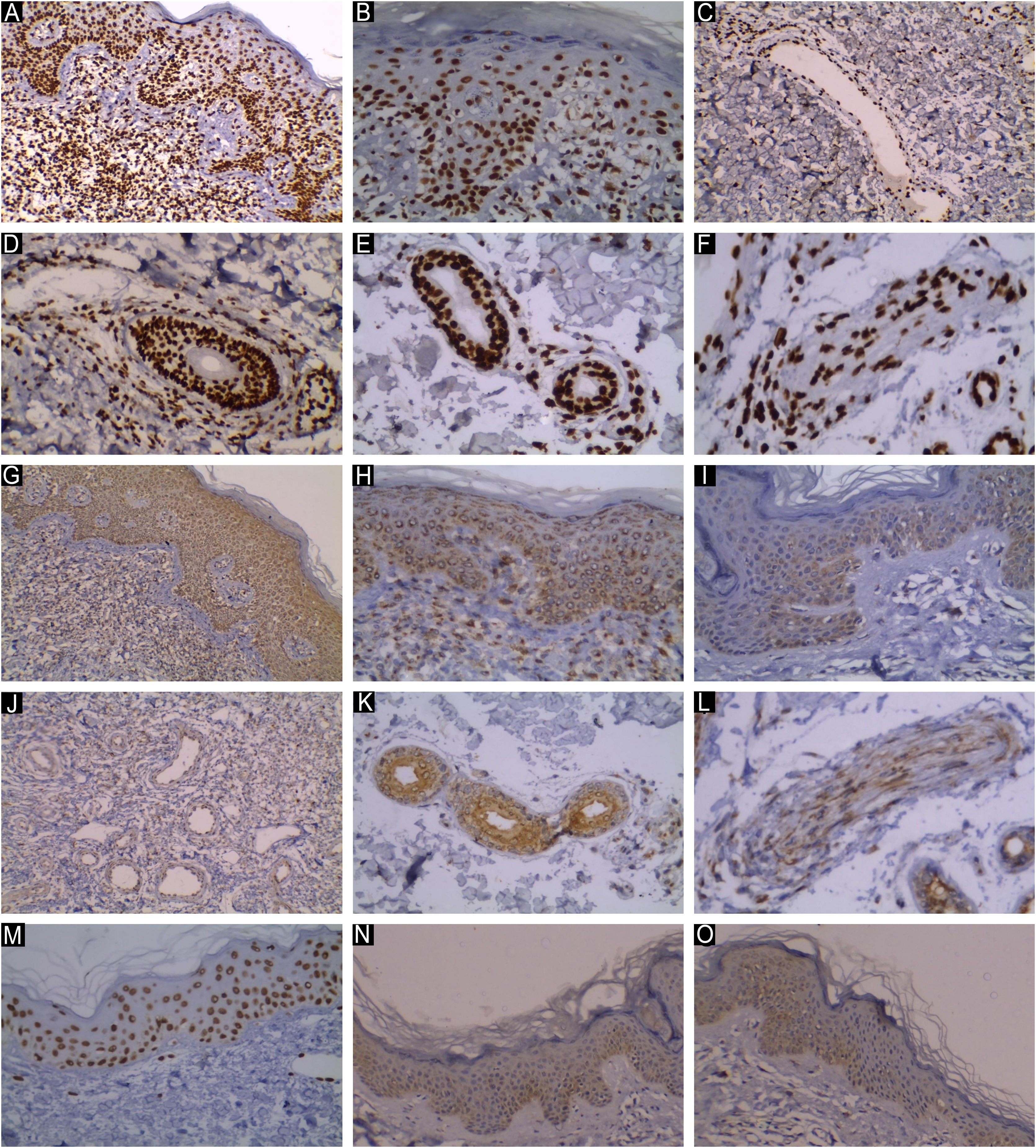 fig0005