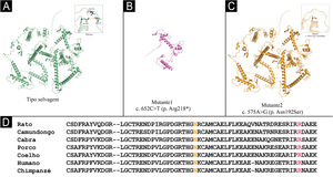 Modelagem estrutural e conservação evolutiva de variantes de SPINK5. (A) Estrutura da proteína LEKTI do tipo selvagem com conformação de alça intacta (inserção). (B) A mutação de truncamento p.Arg218* resulta na perda do domínio C‐terminal, sugerindo perda completa ou grave da função da proteína. (C) A mutação missense p.Asn192Ser interrompe as ligações de hidrogênio locais em uma região de alça (linhas tracejadas em vermelho no detalhe), comprometendo potencialmente a estabilidade estrutural. (D) O alinhamento de sequências entre espécies mostra alta conservação de Arg218 e Asn192, indicando seus papéis críticos na manutenção da estrutura e função de LEKTI.