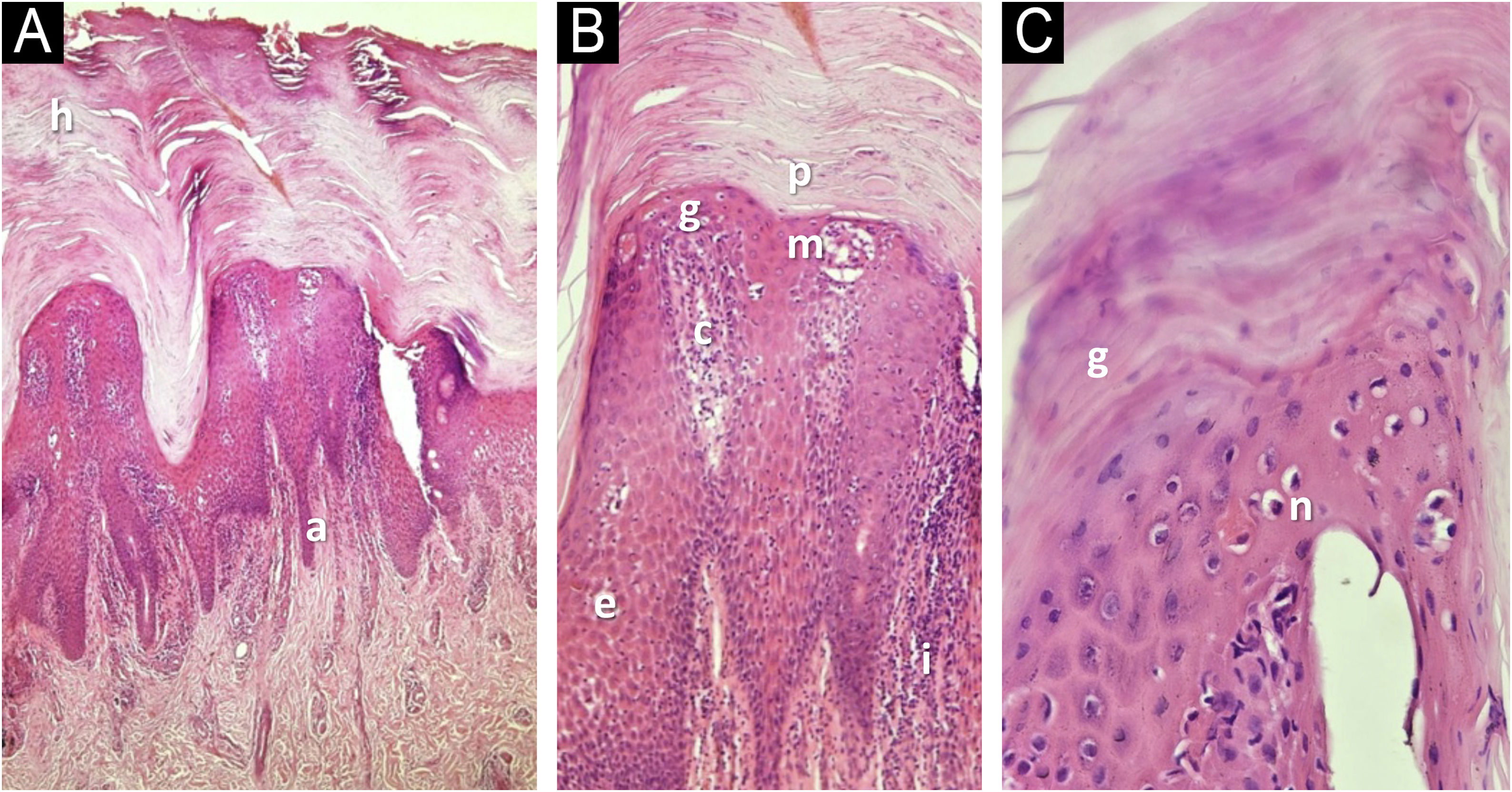 fig0010