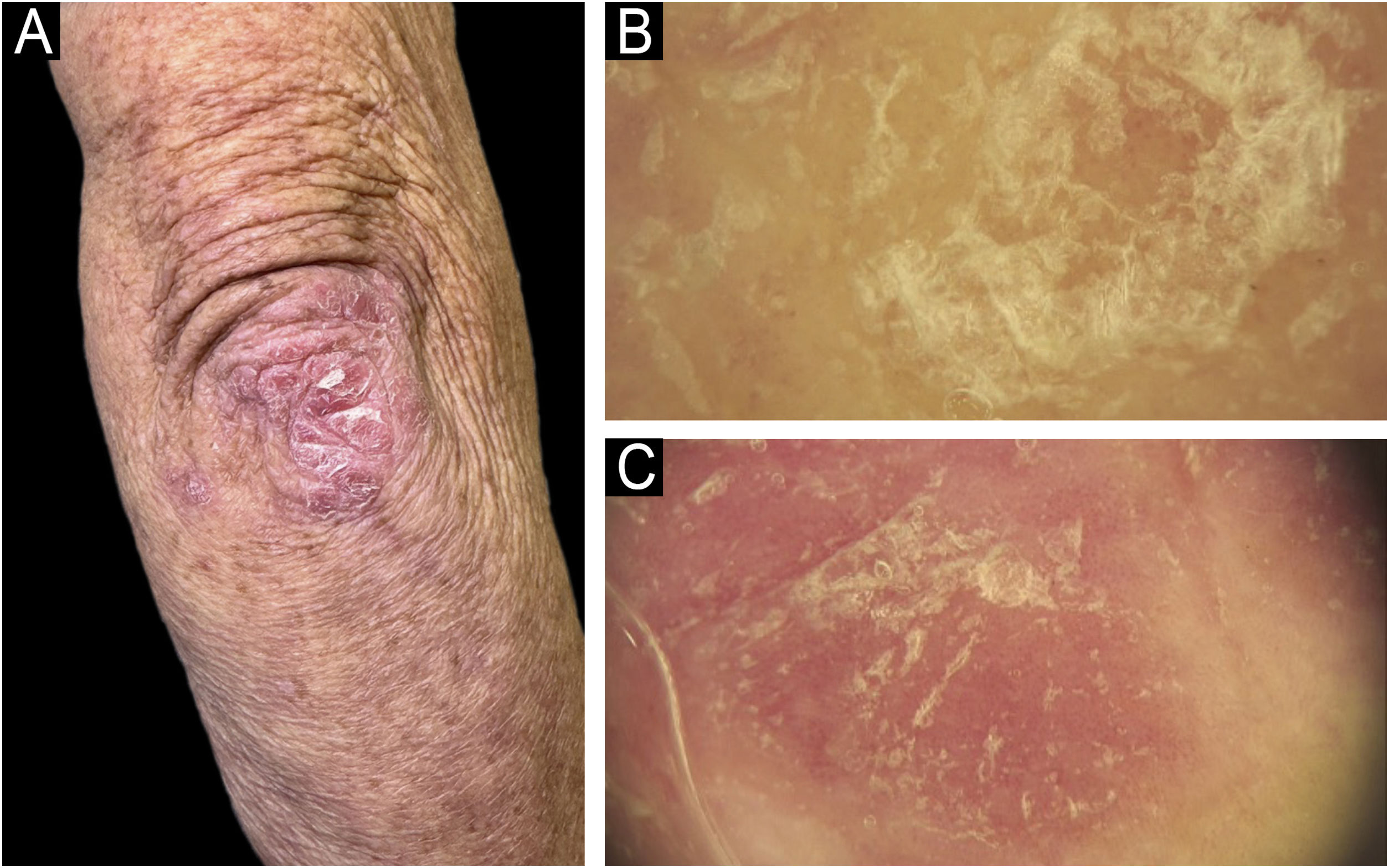 fig0020