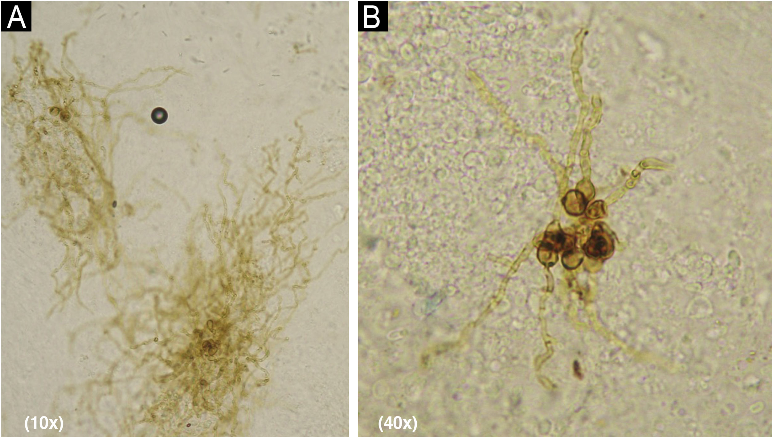 fig0010