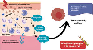 Esquema fisiopatológico da transformação maligna. O desenvolvimento de lesões malignas que surgem em cicatrizes de cromoblastomicose envolve inflamação crônica mediada por neutrófilos e macrófagos, que liberam enzimas e radicais livres capazes de induzir danos mutagênicos ao gene supressor tumoral p53 e ao ligante Fas, promovendo assim a transformação maligna.