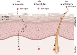 Representação esquemática das vias de administração tópica através da pele humana: a via intercelular (através da matriz lipídica), a via transcelular (ou intracelular – através dos corneócitos) e a via transapendicular (glândulas sudoríparas foliculares e écrinas). Os folículos pilosos atuam tanto como pontos de entrada preferenciais quanto como reservatórios que facilitam a penetração inicial. Os principais determinantes da permeação incluem o tamanho molecular, a polaridade e a contribuição das vias de drenagem apendiculares.