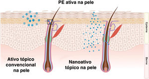 Ilustração comparando a área de cobertura, a precisão e a uniformidade de distribuição de um ativo tópico convencional versus um ativo com nanotecnologia. A nanoformulação proporciona melhor permeação através do estrato córneo e maior distribuição nos anexos cutâneos, particularmente através dos folículos pilosos e da unidade pilossebácea, resultando em maior deposição inicial e distribuição mais homogênea na pele.