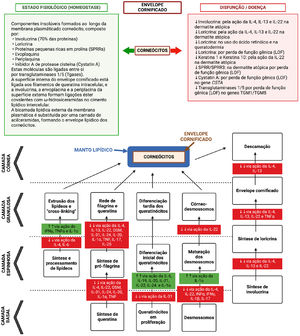 Representação do processo de diferenciação dos queratinócitos na epiderme, desde a camada basal até o corneócito, com disfunção da barreira epidérmica pela ação de mutações gênicas com perda de função (LOF) e supressão de proteínas por ação de citocinas da inflamação atópica. Durante esse processo de diferenciação, o envelope lipídico, a rede de filagrina/queratina e o envelope cornificado são formados, com os desmossomos se diferenciando em corneodesmossomos. Juntos, esses componentes formam uma barreira compacta evitando a permeação de substâncias nocivas ou patógenos na epiderme, bem como irradiação e irritantes. Além disso, essa barreira impede as perdas de água transepidérmica (TEWL) e os solutos associados. O modelo “tijolos e cimento” que ocorre na arquitetura da camada córnea é constituído pelo envelope proteico‐lipídico que envolve o corneócito (proteínas constituídas pela loricrina, involucrina, pequenas proteínas ricas em prolina e filagrina) e o envelope lipídico por uma monocamada de lipídeos, que serve como base para a organização dos lipídeos lamelares intercelulares (compostos por 25% de colesterol, 10%–15% de AGL, 5% de sulfato de colesterol e triacilglicerol e 45%–50% de ceramidas no estrato córneo). Esses lipídeos extracelulares são estocados dentro de corpos lamelares nos queratinócitos da camada espinhosa superior e granulosa, compostos por glucosilceramidas, esfingomielina e fosfolipídeos. O “cimento intercelular” é uma matriz composta por ω‐hidroxiceramidas, colesterol e AGL modificados por enzimas do estrato córneo, além de peptídeos antimicrobianos. Aminoácidos livres resultantes da degradação da filagrina formam a maior parte do denominado “fator de hidratação natural” (NMF) no estrato córneo, representando uma capacidade excepcional de reter água e contribuindo para o pH ácido desta camada. Assim, a matriz lipídeo‐proteica intercorneócitos e os corneócitos ricos em proteínas são fundamentais para a formação da barreira epidérmica funcional. Defeitos genéticos de genes que comandam a síntese dessas proteínas podem concorrer para a dermatite atópica, bem como a supressão da função desses genes por citocinas inflamatórias, como observado neste esquema. O gene da corneodesmosina (CDSN) está suprimido na dermatite atópica, mas a integridade do corneodesmossomo pode também ser modulada negativamente por citocinas tipo 2: IL‐4, IL‐13, IL‐31, IL‐25, IL‐22. IL‐4 promove deficiência de filagrina na DA. A IL‐33 suprime a expressão de claudina nos queratinócitos. A TSLP diminui a síntese de peptídeos antimicrobianos, como a β‐defensina humana via sistema JAK‐STAT e a catelicidina (LL‐37), permitindo maior vulnerabilidade ao eczema herpético e infecções bacterianas.