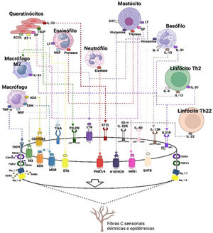 Vias do prurido, seus mediadores e receptores na dermatite atópica. Agentes prurigogênicos produzidos pelos queratinócitos (substância P, SP; acetilcolina, ACOL; endotelina‐1, ET‐1; e alarminas, como a linfopoietina do estroma tímico, TSLP e a IL‐33) se ligam a receptores específicos na membrana dos nervos sensoriais tipo C não mielinizados de condução lenta, respectivamente o receptor neurocinina‐1, NK‐1; receptor muscarínico, M3; receptor da endotelina 1, ETA (endotelina A receptor); receptor da TSLP, TSLPR; receptor STL2da IL‐33. A TSLP produzida por queratinócitos sob estresse induz macrófagos a diferenciarem‐se em fenótipo M2, os quais contribuem para a produção de IL‐31. Macrófagos não diferenciados produzem TNF‐α, que se liga a seu receptor TNFR, anandamide (AEA) que se liga aos receptores canabioides 1/2 (CB1/CB2), encefalina, ENK, a qual se liga aos receptores opioides kappa (KOR) e mu (MOR), além de produzirem o fator de crescimento de nervo (NGF) o qual se liga ao receptor tropomiosina quinase A (TrkA). Eosinófilos produzem leucotrienos (LT), que se ligam ao receptor LTR, NGF e proteases que se ligam ao receptor de protease (PAR2/PAR4). Mastócitos liberam serotonina (5‐hidroxi‐triptofano, 5‐HT), ativando o seu receptor 5HTR, histamina que se liga aos receptores H1/H4, triptase que se liga ao receptor PAR2/4, e substância P. Basófilos são fonte produtora também de histamina e citocinas da inflamação tipo 2, como a IL‐31, IL‐4 e IL‐13, que se ligam aos seus respectivos receptores nas terminações nervosas, os quais têm como via de sinalização intracelular o sistema de enzimas JAK‐STAT. Linfócitos Th2 produzem as mesmas citocinas e os Th22 a IL‐22 que também tem seu receptor específico nas terminações nervosas sensoriais. Todos em conjunto trabalham para a produção do prurido agudo e crônico na dermatite atópica. As fibras neurais sensoriais possuem receptores de potencial transitório (TRP) V1 (receptor de potencial transitório valinoide 1) e TRPA1 (receptor de potencial transitório ankyrin 1), os quais são canais catiônicos inespecíficos. Uma vez que as terminações nervosas tenham sido estimuladas pelas citocinas IL‐4, IL‐13, Il‐22, IL‐33, IL‐31 e seus receptores específicos, a ativação do TRVP1 e/ou TRPA1 induz influxo de cálcio, o qual eventualmente induz a liberação de potenciais de ação via canais de sódio Nav1.7 e Nav1.8 ou Nav1.9. O TRPV1 e TRPA1 devem estar presentes para estes pruritógenos induzirem prurido ou sensibilizar os nervos sensoriais a outros pruritógenos.