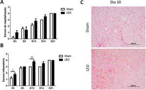 Avaliação histopatológica da cicatrização cutânea. (A) Principais escores (±DP) de reepitelização de acordo com os grupos experimentais durante os diferentes períodos de análise. (B) Principais escores (±DP) de inflamação de acordo com os grupos experimentais durante os diferentes períodos de análise. Asteriscos denotam resultados significantes. (C) Local de cicatrização da ferida nos grupos Sham e LED no dia 10. Observe a abundância de deposição de colágeno e aumento na angiogênese na ferida tratada com LED (Coloração pelo método da Hematoxilina & eosina, 100×).