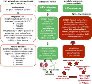 Vias metabólicas normais para eliminação de medicamentos e exemplo do metabolismo anormal da sulfametoxazol (SMX) em pacientes com HLA de predisposição e alterações de perda de função (LOF, loss‐of‐function) de enzimas metabólicas como as do citocromo P450 (CYP) e/ou das reações de fase II (intermoleculares) como defeitos na glucorinização gerando metabólitos hidroxilamina/nitroso em excesso que podem gerar sinais de “perigo” ao sistema imune, com dano celular direto e ativação da imunidade inata e/ou serem apresentados como hapteno às células apresentadoras de antígenos.