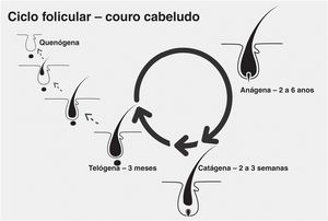 Ciclo folicular do couro cabeludo: fases anágena (proliferação celular), catágena (involução) e telógena (repouso). Após sucessivos ciclos, pode ocorrer a fase quenógena (sem produção de fios).