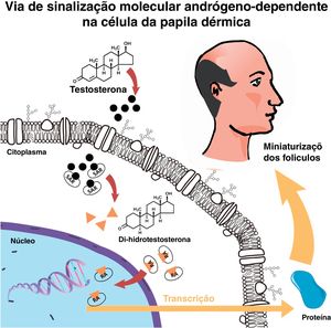 Via de sinalização dependente de andrógeno na célula da papila dérmica.