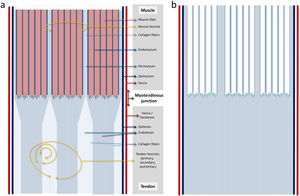 Diagram of the structural continuity between muscle and tendon. (a) The muscle fascia continues with the tensinous fascia (or paratenon) and the epimysium with the epitenon. We have highlighted how the endomysium ends right at the muscle fibres and the perimysium at the end of the fascicle continues penetrating in the tendon and forming part of it. (b) The muscle fibres have been removed and the highlighting of the endomysium and perimysium threfore show the continuity of the musculotendinous connective frameworks with greater clarity.