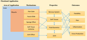 Theoretical Framework of Flossband application potential mechanisms