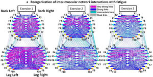 Networks of interactions among muscle fibers of erector espinae (up) and vastus lateralis (down) during 3 consecutive bouts of squat exercises performed until exhaustion. The muscle network reorganizes with fatigue accumulation. The network maps represent the coupling strength between frequency bands (color nodes) corresponding to fast, intermediate and slow fibers within each muscle group. Links strength is shown by the width of the lines (adapted from García-Retortillo et al., 2022).35