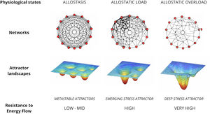 Representation of three physiological states: allostasis (left), allostatic load (middle) and allostatic overload (right). The networks topologies show different structures of interactions and connectivity that correspond to three different attractor landscapes displayed below and characterized by low-mid resistance to energy flow (metastable attractors), stress-induced increased resistance to energy flow, and high resistance to energy flow due to the persistency of the stress response (hypermetabolism). Allostasis is represented by rich connectivity and moderate strength of the links, allostatic load by a disbalanced strength of the links and allostatic overload by weak connectivity and structural damage (nodes disruption).