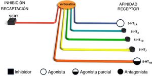 Mecanismo de acción de vortioxetina. SERT: Transportador de serotonina.