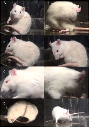 Movimientos involuntarios anormales estudiados en ratas Wistar, según la distribución topográfica. A. Discinesia axial. B. Discinesia de miembro anterior. C. Discinesia orolingual. D. Discinesia locomotora.