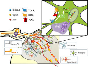 Role of microglia in spinal pain processing. The synapse with the spinal neurons that transmit the nociceptive signal to higher centres of the central nervous system occurs in the dorsal horn of the spinal cord, where C and A-delta nociceptive afferent fibres terminate. There are two types of glial cells in the dorsal horn (astrocytes and microglia), with mainly GABAergic interneurons. The window shows some of the different receptors and ligands with capacity to stimulate microglial cells and trigger the release of proinflammatory substances through activation of the p38 MAPK pathway. ATP: adenosine triphosphate; CCL2: monocyte chemoattractant protein 1; CCR2: CCL2 receptor; COX2: cyclooxygenase-2; CX3CL1: fractalkine; CX3CR1: fractalkine receptor; IL1β: interleukin 1 beta; IL-10: interleukin 10; NO: nitric oxide; PG: prostaglandins; P2X7/P2X4: purinergic receptors; TNFα: tumour necrosis factor alpha. Image courtesy of Carlos Goicoechea García.