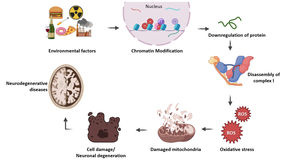 Illustration of how epigenetics involved in mitochondrial disease progression. Epigenetic factors modify histone proteins in chromatin and it affects gene regulation. Altered gene expression leads to depletion in protein level which results improper assembly of subunits in complex 1. This will affect the functioning of mitochondria and oxidative stress takes place. Mitochondrial damage leads to cell death and it causes various degenerative diseases.