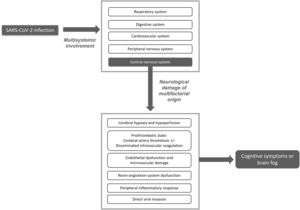 SARS-CoV-2 infection causes multisystem involvement. Neurological damage results from a combination of different indirect mechanisms, rather than exclusively by direct viral infection. Patients frequently present cognitive symptoms either in isolation or combined with other neurological symptoms.