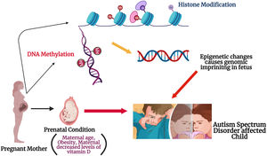 Epigenetic modifications due to maternal influencers: The figure illustrates the possible role of maternal factors in modifying the epigenetic process during the gestation. Histone modification might occur either via acylation or methylation at the histone tail during the fetal neurodevelopment in womb. DNA methylation could occur due to replacement of DNMT 3a and 3b enzymes location in the embryo. These possible alterations in the could cause genomic imprinting in the fetus and might be a reason for ASD onset in the offspring.