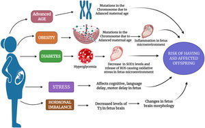 Various maternal factors as a risk factor for ASD: The figure depicts various maternal factors such as advanced age, obesity, diabetes, stress, and hormonal imbalance as a causative risk factor for ASD. The figure depicts the possible mechanism that could be altered due to mentioned factors in a pregnant mother which increases her risk to have an ASD-affected offspring.
