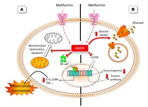 The action mechanism of metformin as an anti-hyperglycaemic drug (B) and its possible analgesic mechanism (A) (Image courtesy of Carlos Goicoechea García). Metformin indirectly promotes adenosine monophosphate-activated protein kinase (AMPK) activation. Activation of this enzyme promotes the action of the glucose transporter and blocks the action of the mammalian target of rapamycin (mTOR). Inhibition of mTOR decreases gluconeogenesis and protein synthesis. The analgesic mechanism of metformin may be related to an inhibitory effect on nuclear factor kappa B (NF-κB),5 which would lead to a decrease in the synthesis of proinflammatory and pronociceptive proteins, such as interleukin-6 (IL-6), calcitonin gene-related peptide (CGRP), and tumour necrosis factor (TNF). Another possible action mechanism, which may complement the previously mentioned mechanism, may involve alterations in apoptosis.6 Metformin would inhibit processes related to chronic pain, such as mitochondrial degradation, autophagy, and apoptosis.