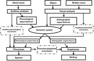 Cognitive model proposed by Ellis and Young.(27) This model includes 2 pathways of speech production, one containing a mechanism of auditory-phonological conversion for the repetition of meaningless sounds, and another beginning in the semantic system in order to convert thoughts into words. The authors signal the importance for language comprehension of matching words heard with known meanings, the phonological input lexicon, and the set of known words.