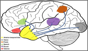 Reproduction of the “hub and spoke” model (adapted from Ralph et al.(30)), showing the different connections between the anterior temporal lobe and other regions responsible for different processes, whose information is integrated in this association area. Information would follow a specific pathway from the primary areas to the association areas; specific alterations of those areas may occur if the corresponding “spoke” is interrupted, and more general alterations may occur if the “hub” is damaged. It is worth noting that many of these areas involved in semantic representation overlap with other more executive areas involved in control.