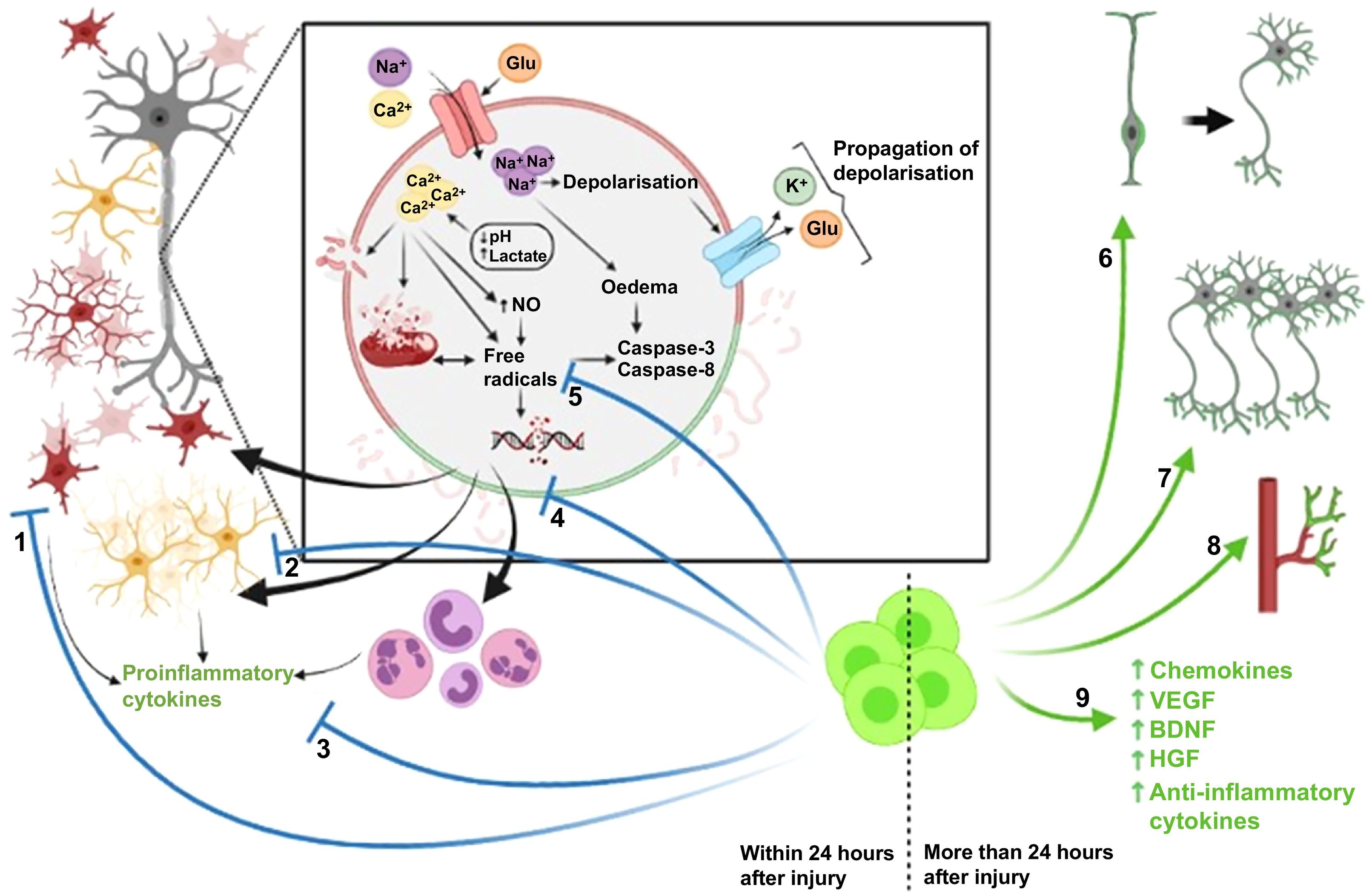 Potential therapeutic applications of stem cell therapy for neonatal ...