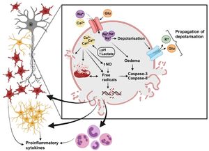 Pathophysiology of hypoxic-ischaemic brain injury. Neonatal hypoxic-ischaemic brain injury is characterised by axonal dysfunction resulting from damage to oligodendroglial lineage cells and ultimately to myelin. Damage is mainly caused by energy failure and the release of such cytotoxic mediators as reactive oxygen species and proinflammatory molecules through the action of astrocytes (red) and microglia (yellow). Created with BioRender.