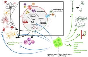 Therapeutic effects of stem cell therapy. Stem cell therapy administered within 24 hours of brain injury has a protective effect as it reduces astrogliosis (1) and microgliosis (2), which in turn reduces the levels of proinflammatory cytokines (3). It also prevents the increase in the levels of reactive oxygen species (4) and cell death by inhibiting caspase release (5). Stem cell therapy administered within 24 hours of the injury promotes neurorepair through cell proliferation and differentiation (6), neurogenesis (7), angiogenesis (8), and the release of trophic and anti-inflammatory factors (9). Created with BioRender.