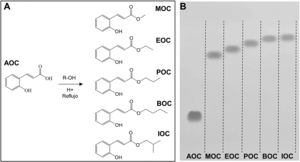 Alkyl esters obtained by esterification of ortho-coumaric acid by Fischer synthesis. A) Molecular structure of the ortho-coumaric acid alkyl esters synthesised for the study. R = methyl, ethyl, propyl, butyl and isobutyl. B) Thin-layer chromatography visualisation of o-coumaric acid (AOC or OCA) and its alkyl esters: methyl-o-coumarate (MOC), ethyl-o-coumarate (EOC), propyl-o-coumarate (POC), butyl-o-coumarate (BOC), and isobutyl-o-coumarate (IOC). Visualisation under ultraviolet light (254 nm).