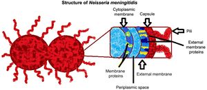 Diagram of Neisseria meningitidis bacteria in diplococci and the structure of the cell envelope.