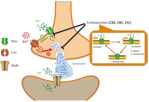 Carboxamide action mechanism (image courtesy of Carlos Goicoechea García). Cav: voltage-dependent calcium channel; CBZ: carbamazepine; ESL: eslicarbazepine acetate; GluR: glutamate receptor; Nav: voltage-dependent sodium channel; OXC: oxcarbazepine. These sodium channel blockers are able to inhibit the entry of sodium and, consequently, the depolarisation of the neuron. This hyperpolarisation inhibits the entry of calcium and therefore the fusion of the glutamate vesicle to the synaptic membrane, slowing the transmission of the nociceptive impulse. Carboxamides bind both to the activated and to the inactivated conformation of sodium channels.