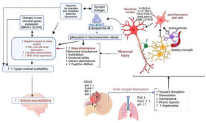 A proposed pathogenic mechanism for the bilateral tonic–clonic seizures of unknown origin disorders in patients with long-standing severe obstructive sleep apnea. Abbreviations – AHI: Apnea–Hypopnea Index; O-AHI: Obstructive Apnea–Hypopnea Index; RDI: Respiratory Disturbance Index; ODI: Oxygen Disturbance Index; pO2: Partial Pressure of Oxygen (PO2); pCO2: Partial Pressure of Carbon Dioxide; IL: Interleukins; iNOS: Inducible nitric oxide synthase; CCL2: C-C Motif Chemokine Ligand 2; CXCL10: C-X-C Motif Chemokine Ligand; TNF-α: Tumor necrosis factor alpha; MHC-II: Major Histocompatibility Complex class-II; BMAL1: Brain and Muscle ARNT-Like 1; CLOCK: Circadian Locomotor Output Cycles Kaput.