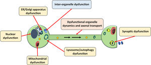Pathways involved in the α-synuclein toxicity theory. α-Synuclein toxicity has been linked to organelle dysfunction (yellow boxes), defects of inter-organelle contact (blue box), and dysfunction of organelle dynamics (orange box). ER: endoplasmic reticulum. Adapted from Wong and Krainc.77 (For interpretation of the references to colour in this figure legend, the reader is referred to the web version of this article.)