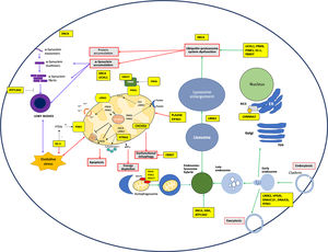 Simplified depiction of the main molecular mechanisms associated with Parkinson