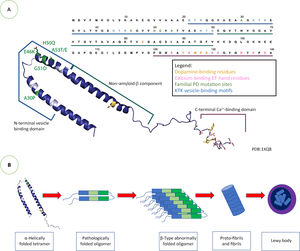 SNCA gene: molecular structure, genetic variants, and pathological forms of α-synuclein. A) Amino acid sequence of SNCA; double helically folded tetrameric conformation of α-synuclein and the main PD-associated SNCA variants at the N-terminal domain. B) Different conformational states of α-synuclein and its aggregation in fibrils and Lewy bodies. Source: Fig. 3A taken from Post et al.76