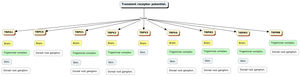 Transient potential receptors involved in pain perception and their localization.