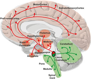 Anatomical drawing showing the main connections of the dorsal (red) and caudal (green) regions of the locus coeruleus. (For interpretation of the references to colour in this figure legend, the reader is referred to the web version of this article.)