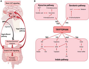 (A) Schematic showing the integration of 5-HT signaling in GI tract and midbrain raphe nuclei. After ingestion, GI 5-HT interneurons activate enteric inhibitory neurons controlling motility and peristalsis. In addition, mechanochemical signals travel via the vagus nerve to the spinal cord, where descending 5-HT signals from the raphe nuclei (RN) stimulate peristalsis and subsequent ingestion. The release of leptin, ghrelin, insulin, etc., into the blood stimulates transcription of the POMC gene in the hypothalamus (Hyp), resulting in reduced activity of raphe 5-HT neurons via α-melanocyte-stimulating hormone (α-MSH)-induced stimulation of melanocortin 4 receptor (MC4R), ultimately leading to satiety. In the absence of appropriate negative feedback signals, the positive feedback loop between the vagus nerve and the colon can lead to an increase in peristaltic frequency. (B) Diagram of the three main pathways of tryptophan metabolism. Abbreviations. ArAT: aromatic amino acid aminotransferase; IDO: indoleamine 2,3-dioxygenase; IA: indole-acrylic acid; IAA: indole-3-acetic acid; IAAId: indole-3-acetaldehyde; IAld: indole-3-aldehyde; IAM: indole-3-acetamide; ILA: indole-3-lactic acid; IPA: indole-3-propionic acid; IPYA: indole-3-pyruvate; NAD: nicotinamide adenine dinucleotide; TDO: tryptophan 2,3-dioxygenase; TMO: tryptophan 2-monooxygenase; TNA: tryptophanase; TPH: tryptophan hydroxylase; TrD: tryptophan decarboxylase.