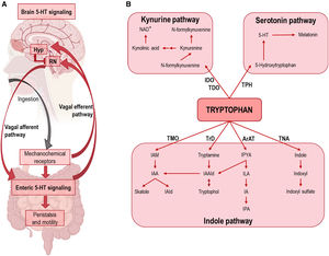 (A) Schematic showing the integration of 5-HT signaling in GI tract and midbrain raphe nuclei. After ingestion, GI 5-HT interneurons activate enteric inhibitory neurons controlling motility and peristalsis. In addition, mechanochemical signals travel via the vagus nerve to the spinal cord, where descending 5-HT signals from the raphe nuclei (RN) stimulate peristalsis and subsequent ingestion. The release of leptin, ghrelin, insulin, etc., into the blood stimulates transcription of the POMC gene in the hypothalamus (Hyp), resulting in reduced activity of raphe 5-HT neurons via α-melanocyte-stimulating hormone (α-MSH)-induced stimulation of melanocortin 4 receptor (MC4R), ultimately leading to satiety. In the absence of appropriate negative feedback signals, the positive feedback loop between the vagus nerve and the colon can lead to an increase in peristaltic frequency. (B) Diagram of the three main pathways of tryptophan metabolism. Abbreviations. ArAT: aromatic amino acid aminotransferase; IDO: indoleamine 2,3-dioxygenase; IA: indole-acrylic acid; IAA: indole-3-acetic acid; IAAId: indole-3-acetaldehyde; IAld: indole-3-aldehyde; IAM: indole-3-acetamide; ILA: indole-3-lactic acid; IPA: indole-3-propionic acid; IPYA: indole-3-pyruvate; NAD: nicotinamide adenine dinucleotide; TDO: tryptophan 2,3-dioxygenase; TMO: tryptophan 2-monooxygenase; TNA: tryptophanase; TPH: tryptophan hydroxylase; TrD: tryptophan decarboxylase.