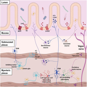 Diagram of the organization of gastrointestinal (GI) tract showing the complex network of the enteric nervous system (ENS), entero-endocrine cells, and neurotransmitters. Abbreviations. 5-HT: serotonin; ACh: acetylcholine; ATP: adenosine triphosphate; CGRP: calcitonin gene-related peptide; CO: carbon monoxide; EC: enterochromaffin cell; IPAN: intrinsic primary afferent neuron; NO: nitric oxide; PACAP: pituitary adenylyl cyclase-activating peptide; SERT: serotonin transporter; VIP: vasoactive intestinal peptide.